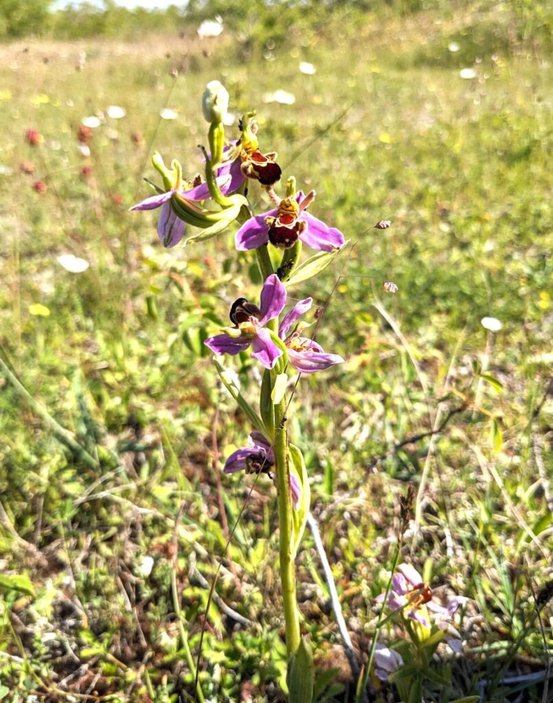 Bee orchid, Yellow Lands Reserve Photo: F Wilmot